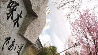 桜がキレイでした。