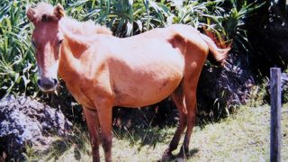 与那国馬がノンビリと草を食んでいる