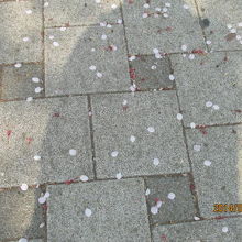 地面に残った桜の葉。