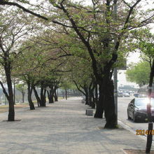 漢江沿いの桜並木。葉桜です、僅かに花弁が残っています。