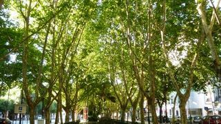 緑豊かなリベルダーデ大通りはそぞろ歩きが楽しいです♪