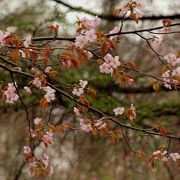 蝦夷山桜の咲くきれいに整備された公園です♪