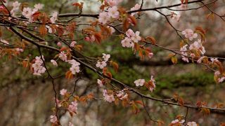 蝦夷山桜の咲くきれいに整備された公園です♪