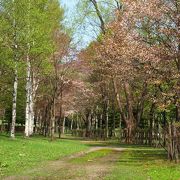 桜が見事な自然豊かな公園！！