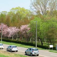 土手から見下ろした公園の桜
