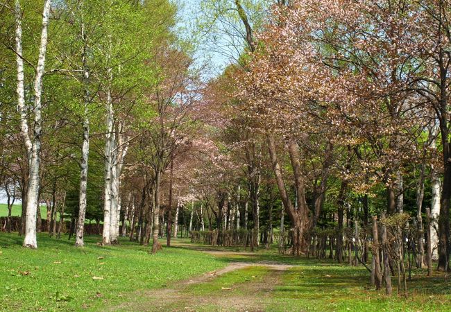 桜が見事な自然豊かな公園！！