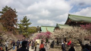 梅の香りが広い境内を包む