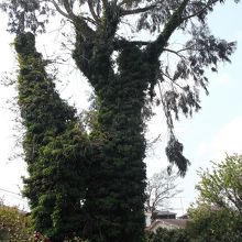 この樹もいい感じ