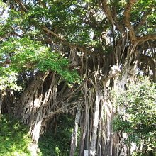 立派なガジュマルのトンネル
