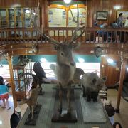 バンフ国立公園にいる動物の剥製が勢揃いした博物館、悪天気のときに訪問するのがよいです