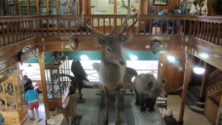 バンフ国立公園にいる動物の剥製が勢揃いした博物館、悪天気のときに訪問するのがよいです
