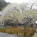 国の天然記念物「九重桜」が有名なお寺