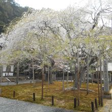天然記念物の九重桜