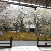 本堂から観る九重桜