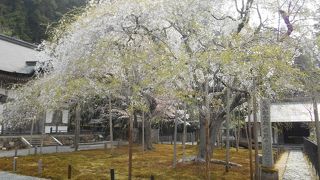 国の天然記念物「九重桜」が有名なお寺