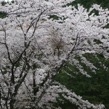 山道に咲く桜