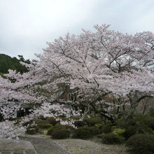 西行記念館の枝垂れ桜