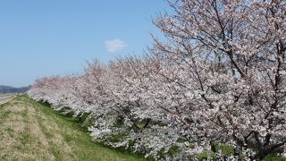 圧巻の桜に感動！！お奨めです。