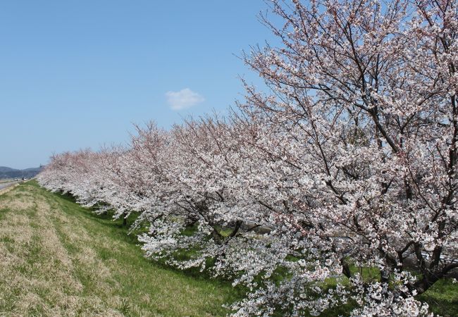 圧巻の桜に感動！！お奨めです。