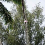 ヒロの町の東側にあり、過去に被害をもたらした津波の高さがわかるココナツの木がある