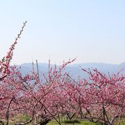 桃の花と菜の花が綺麗です