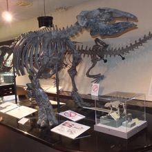恐竜の化石