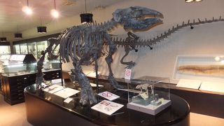 恐竜の化石もありました