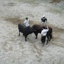 闘牛大会