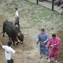 闘牛大会