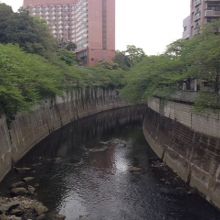 見事な新緑です