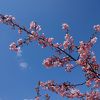 淀水路の河津桜