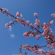 河津桜がきれい