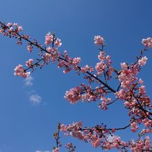 淀水路の河津桜