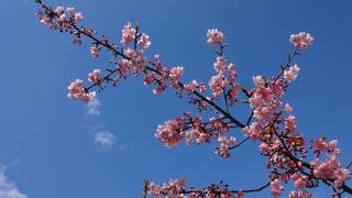 淀水路の河津桜