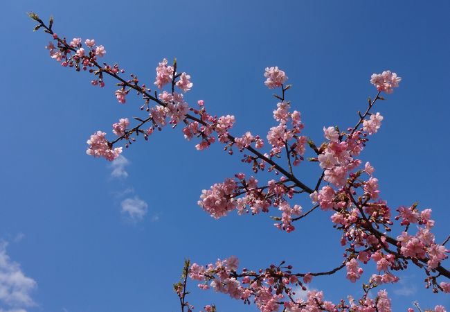 淀水路の河津桜