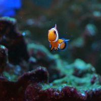 フロントで熱帯魚がお出迎え