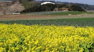 菜の花の咲く観光農園