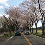 桜と富士山のきれいな海軍道路