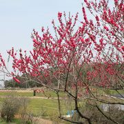 香山のポピーは三分咲き