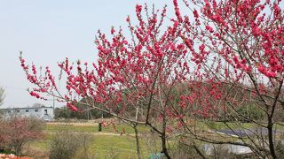 香山のポピーは三分咲き