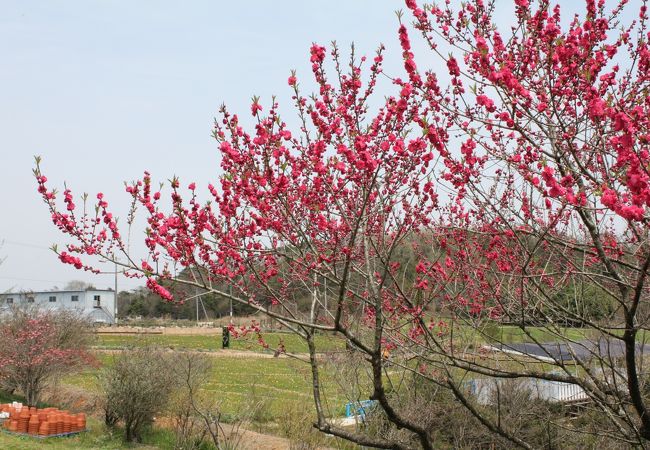 香山のポピーは三分咲き