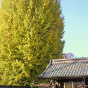 秋は大きな銀杏の黄葉がきれい　元禄2年に芭蕉が訪れたお寺