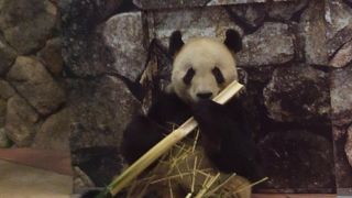 パンダがいます