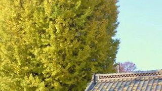 秋は大きな銀杏の黄葉がきれい　元禄2年に芭蕉が訪れたお寺