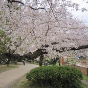 桜の名所　西武庫公園
