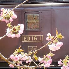 とにかく桜が綺麗だった。