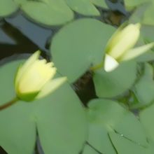 深大寺植物園の薔薇と睡蓮の綺麗な頃