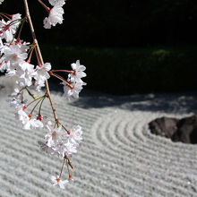 枝垂れ桜。