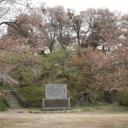 品種を書いたプレートなどもなく、展示園という感じがしない