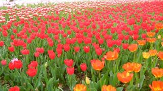 今年も見に行きました